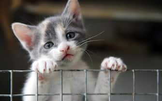 Kitten grabbed on the wire fence, looking unhappy and lonely.