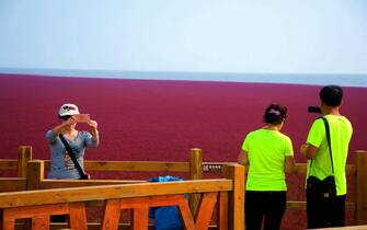Breathtaking Panjin Red Beach in NE China
