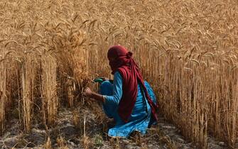 grano india