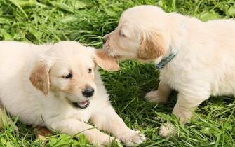 Cani