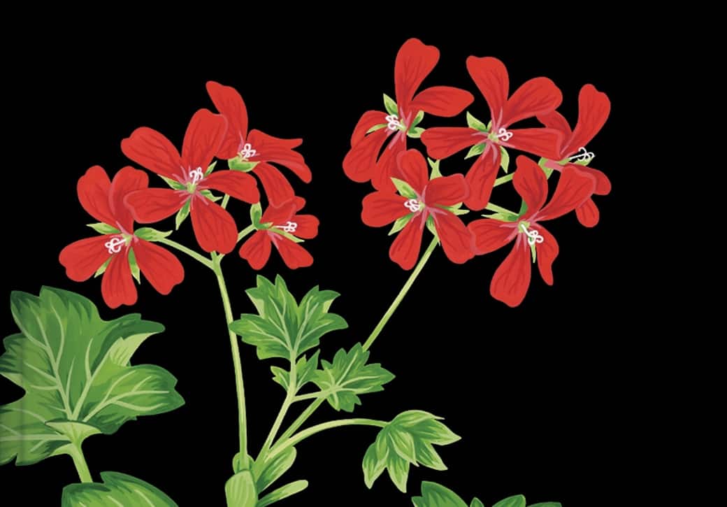 storia_dei_fiori_cover.jpg