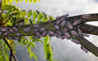 lanternfly