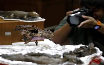 epa10925046 The fossil of a new ancient alligator species, 'Alligator Munensis', during a press conference at the Mineral Resources Department in Bangkok, Thailand, 18 October 2023. The new species Alligator Munensis' fossil was discovered in April 2005 in Nakhon Ratchasima province of Thailand and is at most 230,000 years old.  EPA/NARONG SANGNAK