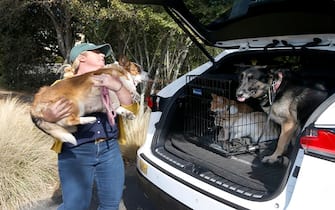 Laura Morales loads her corgi Charlie, German shepherd Mia and cats Timmy and Buster into the car as she and her family prepares to flee their home on Rosewood Drive in Healdsburg, Calif. on Saturday, Oct. 26, 2019 after authorities issued evacuation orders to 50,000 residents of Healdsburg and Windsor. (Photo By Paul Chinn/The San Francisco Chronicle via Getty Images)