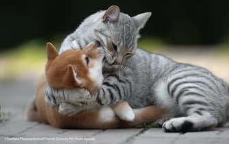 Le foto dei 40 finalisti all'Animal Friends Comedy Pet Photo Awards