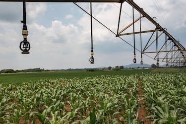 This picture taken on February 14, 2017, shows the irrigation systems used to dispense pesticides to combat the armyworm infestation in Onderstepoort, north of Pretoria. / AFP / GULSHAN KHAN        (Photo credit should read GULSHAN KHAN/AFP via Getty Images)