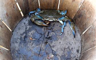 CRISFIELD, MD - JULY 18: A blue crab caught by Ed McEarchern of Salisbury, MD is seen in a container at Janes Island State Park on Monday July 18, 2016 in Crisfield, MD. Much of the park is only assessable by boat. (Photo by Matt McClain/ The Washington Post via Getty Images)