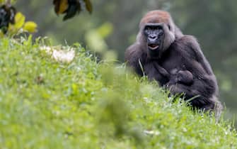 USA ATLANTA ANIMALS GORILLA