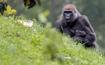 epa10617814 Western lowland gorilla mother Shalia holds her two-week old baby boy, Willie B. III, inside their enclosure at the Zoo Atlanta habitat in Atlanta, Georgia, USA, 09 May 2023. The infant gorilla, born 24 April 2023, is the first offspring of Willie B. Jr and the grandchild of the legendary silverback Willie B.  EPA/ERIK S. LESSER