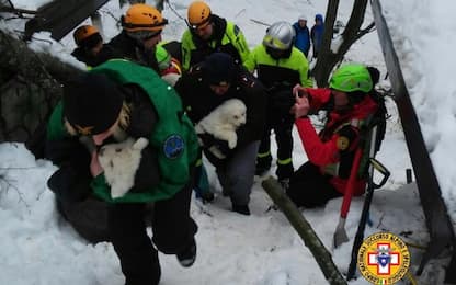 Rigopiano, ritrovati vivi i tre cuccioli di pastore abruzzese