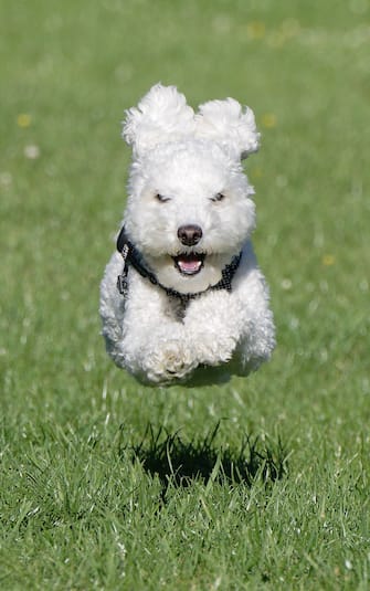 The Comedy Pet Photography Awards 2023
John Young
School Aycliffe
United Kingdom

Title: Flying Poodle
Description: This is Barney our toy poodle, caught mid-flight whilst running.
Animal: Toy Poodle
Location of shot: Aycliffe, County Durham, England.