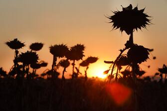 ANDUZE, FRANCE - AUGUST 10: Drought destroyed sunflower crops near the Gardon river on August 10, 2022 in Anduze, France.The World Meteorological Organization announced on Tuesday, August 9, 2022 that July 2022 had been one of the three hottest Julys on record in the world.The Gard is once again on heatwave orange vigilance due to the high temperatures recorded.  (Photo by Patrick Aventurier/Getty Images)