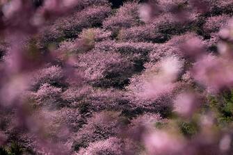 KAWAZU, JAPAN - FEBRUARY 20: Kawazu-zakura cherry trees are in bloom on February 20, 2023 in Kawazu, Japan. In the small town on the east coast of the Izu Peninsula, a type of cherry blossom that begins to flower two months earlier than the normal type of cherry will be in full bloom at the end of February. (Photo by Tomohiro Ohsumi/Getty Images)