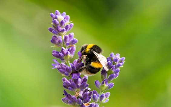 Bombo, scoperta specie che sopravvive sott'acqua fino a una settimana ...