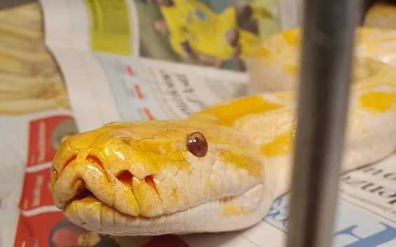 Torino, pitone albino di 3 metri e mezzo trovato in un campo di mais a Vinovo | Sky TG24