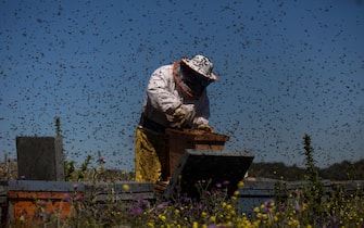 A beekeeper works in a swarm of honey bees buzzing an flying in Los Alcornocales Natural Park, Cadiz province, Andalusia, Spain