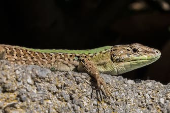 macro of a lizard