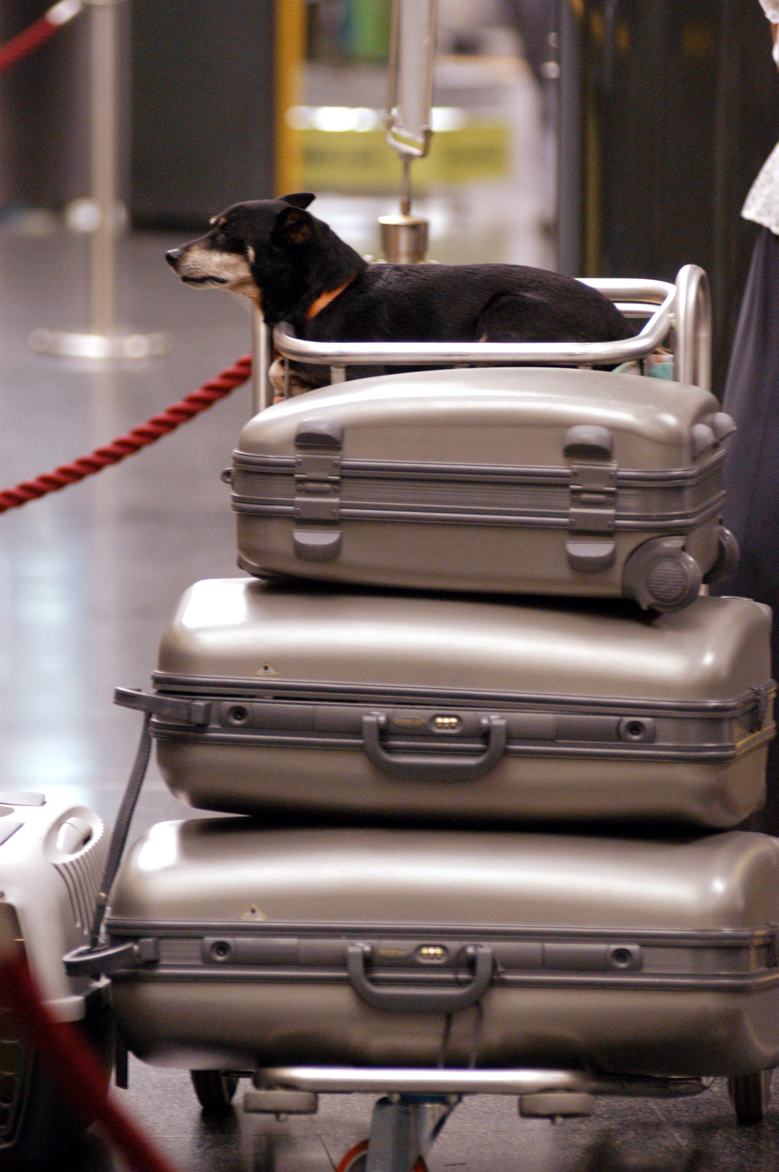 MILANO - PARTENZE PER LE VACANZE ESTIVE ESODO, AEROPORTO DI LINATE, PASSEGGERI CON CANE E VALIGE, BAGAGLI (MILANO - 2004-08-06, Mauro Bottaro) p.s. la foto e' utilizzabile nel rispetto del contesto in cui e' stata scattata, e senza intento diffamatorio del decoro delle persone rappresentate