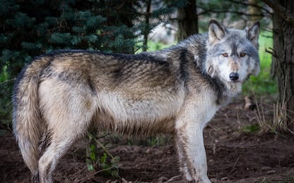 Bolzano, sospeso dal Tar l'abbattimento di due lupi 