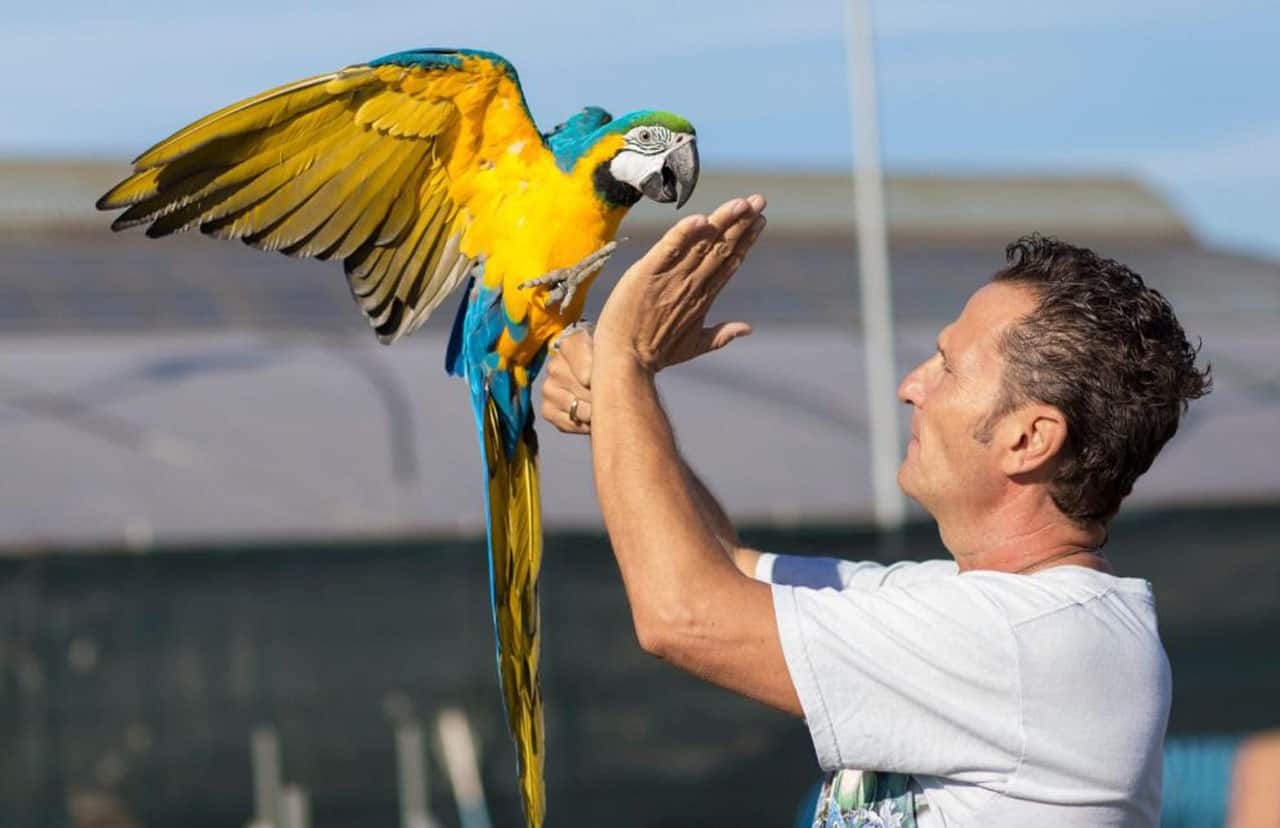 Animali e ambiente. Pet Carpet Film Festival: VI edizione per la rassegna cinematografica internazionale 