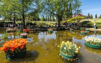 Valleggio sul Mincio, Italy, Apr. 2022 - The pond of Sigurtà Garden with colorful floating tulips