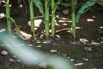 Un terreno secco a causa della siccità