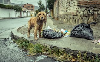Stray Dog Wet from Rain near Some Garbage Bags