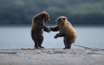 The Comedy Wildlife Photography Awards 2023
Thomas Vijayan
Ontario
Canada

Title: Teddy Buddies
Description: At Katmai National Park, Grizzly bears are in abundance and hence it is photographers paradise. However, the challenge here is clicking a unique frame. This image is full of expressions and proper eye contact by both the bears hence it is a perfect frame of love and friendship. To get this image Ilied down flat on the water and stayed there for a long waiting for the right moment to click.
Animal: Grizzly bears
Location of shot: Katmai National Park and Preserve, Alaska, USA