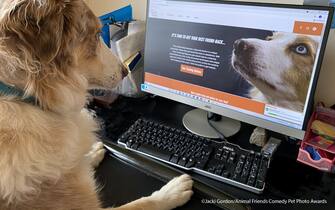 Le foto dei 40 finalisti all'Animal Friends Comedy Pet Photo Awards