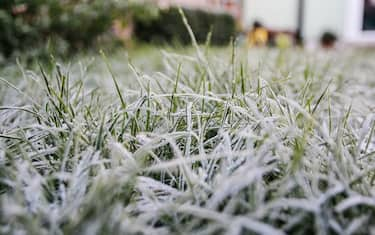 Frost, grass, morning, winter