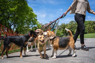 Professional dog walker walking a group of dogs outdoors in a public park.