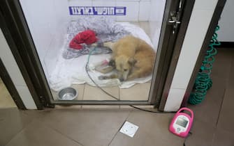 epa10934406 Humi, a seven-years old dog found in Kibbutz Nir Oz with a wounded leg during the Hamas attack, rests in an enclosure at the Hebrew University Veterinary Hospital in Rishon Lezion, Israel, 23 October 2023. The veterinary service in Israel together with hundreds of volunteers evacuated hundreds of injured pets to the veterinary hospitals throughout the country, after Hamas militants launched an attack against Israel from the Gaza Strip on 07 October. More than 4,500 Palestinians and 1,400 Israelis have been killed, according to the Israel Defense Forces (IDF) and the Palestinian health authority, since Hamas militants launched an attack against Israel from the Gaza Strip on 07 October.  EPA/ABIR SULTAN