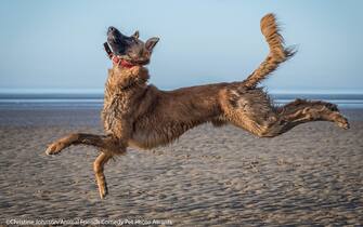 Le foto dei 40 finalisti all'Animal Friends Comedy Pet Photo Awards