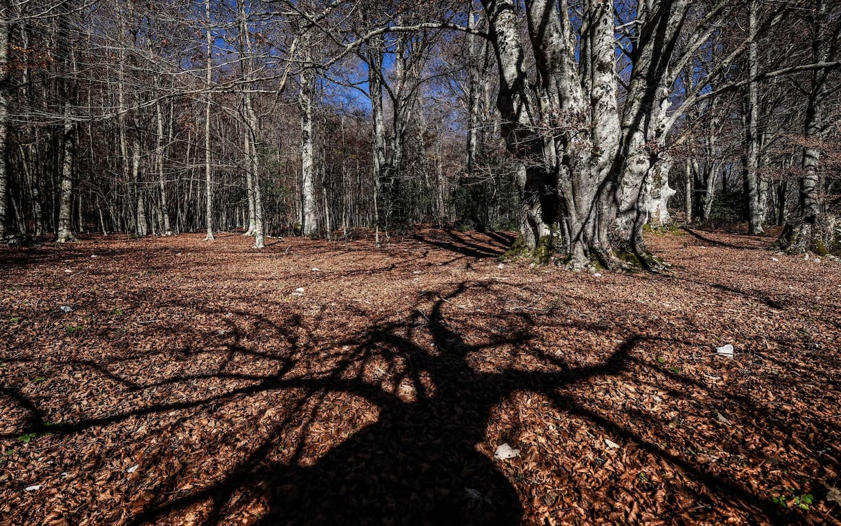 famiglia che vive nel bosco a chieti nordio e meloni valutano invio ispettori da Tg24.sky.it famiglia che vive nel bosco a chieti nordio e meloni valutano invio ispettori