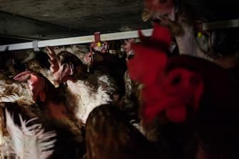 EA Into the dark underbelly of factory farming.