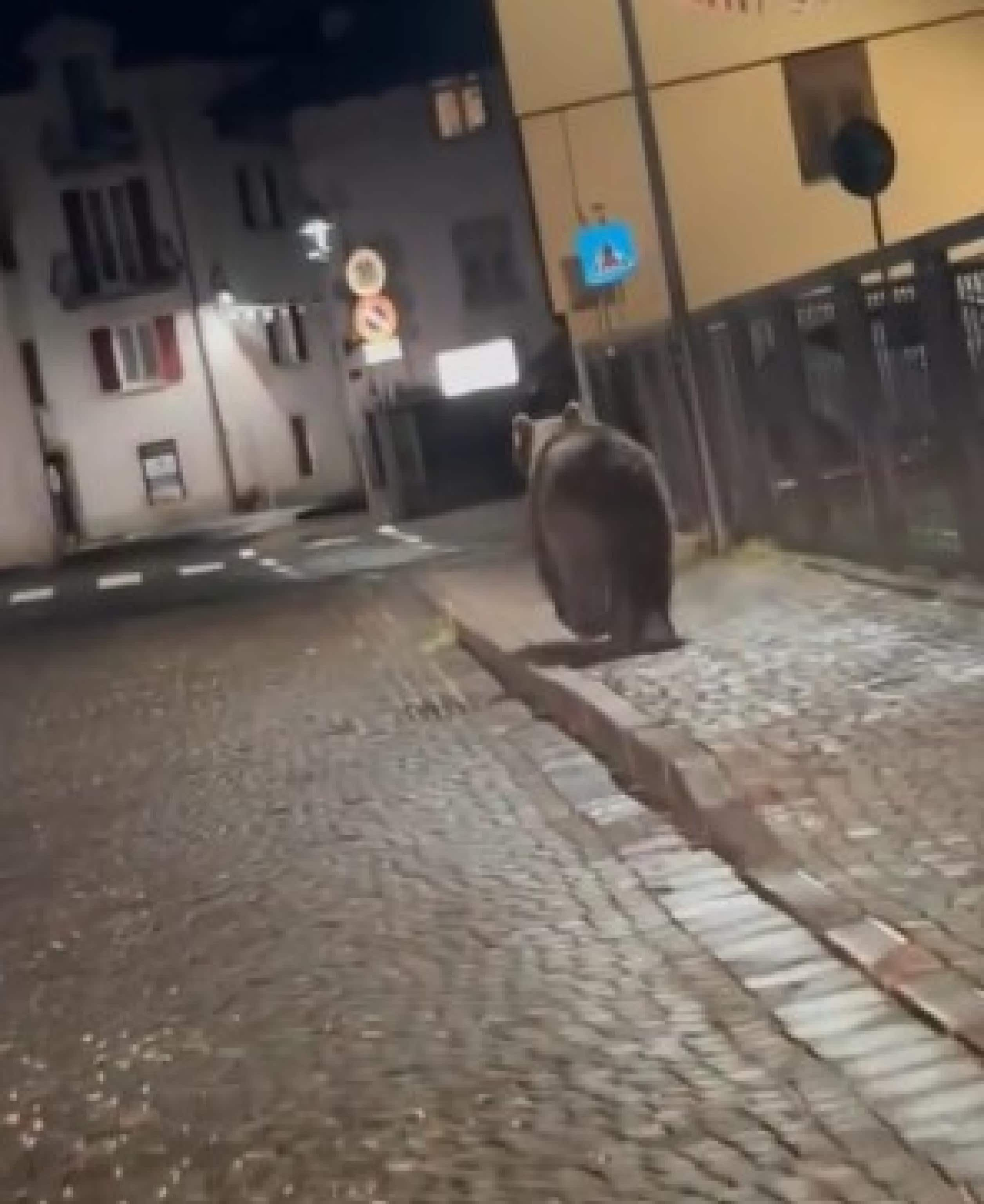 "Questa notte, verso le 2, un orso si aggirava nel centro abitato di Malé, mentre il paese era in festa. C'era vita ovunque: musica dal vivo, bancarelle e tanti ragazzi per le strade. Ditelo agli animalisti da salotto: fuori dal suo habitat, l'orso è un pericolo, una potenza letale. Sotto la pelliccia morbida e il musetto simpatico, l'orso rimane un predatore feroce". Lo scrive su Facebook il consigliere provinciale Claudio Cia, allegando un video in cui si vede un orso aggirarsi per il paese della valle di Sole, in Trentino, mentre sono in corso i festeggiamenti per la fine dell'anno scolastico, 16 giugno 2024 Facebook / Claudio Cia +++ATTENZIONE LA FOTO NON PUO' ESSERE PUBBLICATA O RIPRODOTTA SENZA L'AUTORIZZAZIONE DELLA FONTE DI ORIGINE CUI SI RINVIA+++ NPK