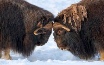 Bulls fighting. Muskox (or Muskoxen. Ovibos moschatus) in deep snow during winter. Europe. Scandinavia. Norway. Bardu. Polar Park enclosure. (Photo by: Martin Zwick/REDA&CO/Universal Images Group via Getty Images)