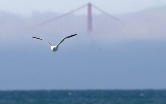 Golden Gate - San Francisco