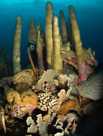 Coral reef scene of diver peering through pillar coral.
Dendrogyra cylindrus.

Watamula, Curacao, Netherlands Antilles.
Unaltered/Uncontrolled.
.
Model Released.
