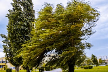 Windswept tree in Hungary
