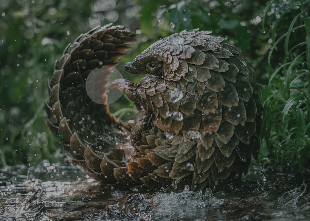 Still dal film Pangolin: Kulu’s Journey di Pippa Ehrlich