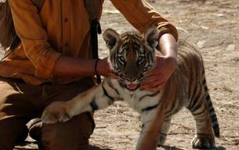 il ragazzo e la tigre