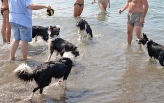 Cani in spiaggia