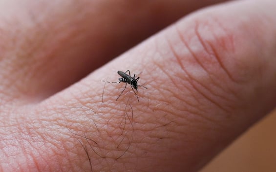 In Veneto un caso autocno di febbre di Dengue In Veneto un caso autocno di febbre di Dengue