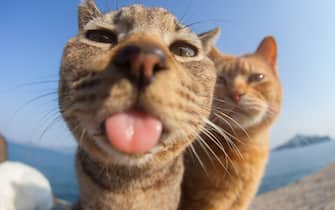 The Comedy Pet Photography Awards 2023
Masayoshi Yamamoto
Osaka
Japan

Title: Albert Einstein
Description: He sticked out his tongue at me as famous Einstein's photo.
Animal: cat
Location of shot: kagawa,japan