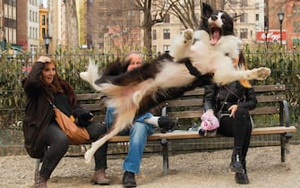The Comedy Pet Photography Awards 2023
Chris Porsz
PETERBOROUGH
United Kingdom

Title: Barking!
Description: In March 2019 I was sat in the Union Sq New York dog run when I spotted a lady with a pink bag on her hand ( to keep her hand clean) throwing a ball to her dog which was sat down facing her. The dog then launched itself and flipped in mid air to face me and snap! As you can see the lady with her  hand on her head was as surprised as me and I think she is saying phew! I have searched in vain via the NY media to find the owner so that I can send her a copy. No joy so I am hoping this Pet Comedy competition can help me find the mystery woman and her leaping dog. You never know!
Animal: Border Collie
Location of shot: Union Sq, New York