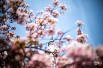 The Tokyo Skytree is seen behind the Kawazu cherry blossom trees, one of the earliest blooming cherry blossoms in Japan, in Tokyo's Sumida district on March 11, 2024. (Photo by Philip FONG / AFP) (Photo by PHILIP FONG/AFP via Getty Images)
