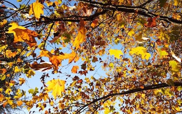 Milano - Foliage, foglie colorate sugli alberi - autunno e colori autunnali in citta' e nei poarchi - Unicredit e Bosco verticale in Garibaldi porta nuova, biblioteca degli alberi