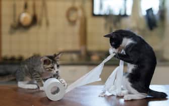 The Comedy Pet Photography Awards 2024
Atsuyuki Ohshima
Kameoka
Japan
Title: Hard worker
Description: They give their all in every situation.
Animal: Cat
Location of shot: Home
