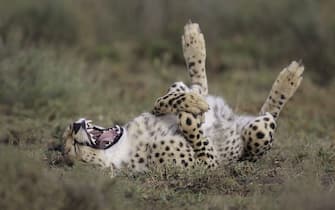 A cheetah is rolling on its back with an expression of glee.